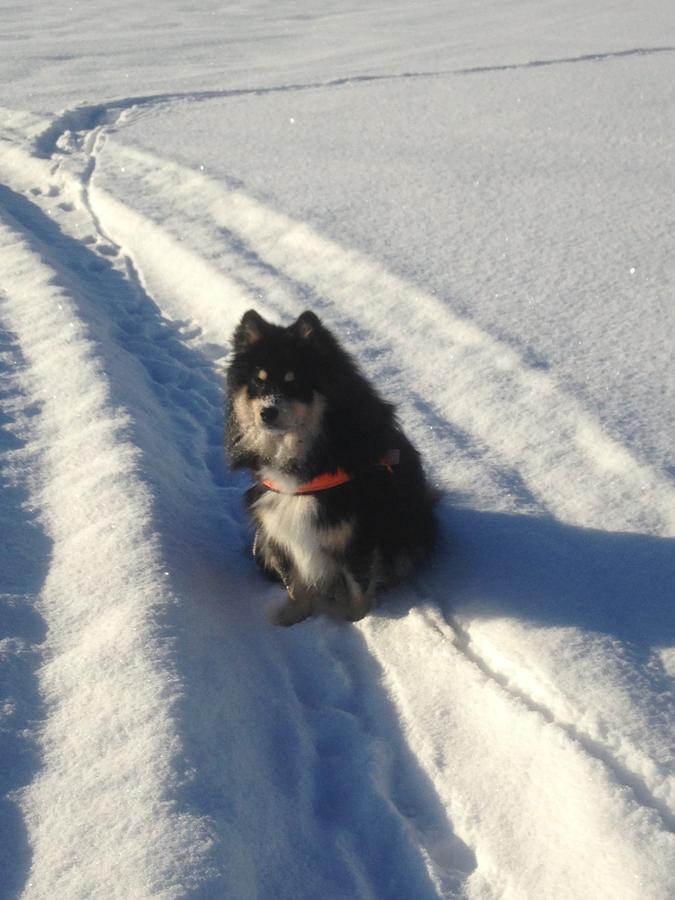 Mora Vandrarhem Och Gaesthem Vinäs 外观 照片